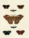 Foreign butterflies occurring in the three continents Asia, Africa and America Pl.131