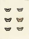 Foreign butterflies occurring in the three continents Asia, Africa and America Pl.133