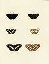 Foreign butterflies occurring in the three continents Asia, Africa and America Pl.134