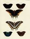 Foreign butterflies occurring in the three continents Asia, Africa and America Pl.135