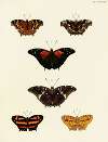 Foreign butterflies occurring in the three continents Asia, Africa and America Pl.136