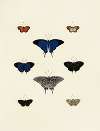 Foreign butterflies occurring in the three continents Asia, Africa and America Pl.138