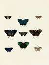 Foreign butterflies occurring in the three continents Asia, Africa and America Pl.139