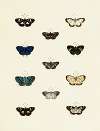 Foreign butterflies occurring in the three continents Asia, Africa and America Pl.140