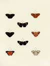 Foreign butterflies occurring in the three continents Asia, Africa and America Pl.142