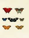 Foreign butterflies occurring in the three continents Asia, Africa and America Pl.143