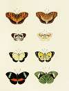 Foreign butterflies occurring in the three continents Asia, Africa and America Pl.144