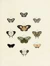 Foreign butterflies occurring in the three continents Asia, Africa and America Pl.145
