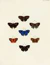 Foreign butterflies occurring in the three continents Asia, Africa and America Pl.146