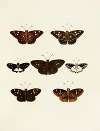 Foreign butterflies occurring in the three continents Asia, Africa and America Pl.147