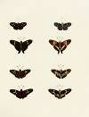 Foreign butterflies occurring in the three continents Asia, Africa and America Pl.148