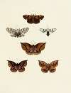 Foreign butterflies occurring in the three continents Asia, Africa and America Pl.149