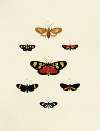 Foreign butterflies occurring in the three continents Asia, Africa and America Pl.150