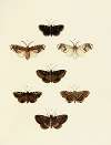 Foreign butterflies occurring in the three continents Asia, Africa and America Pl.151
