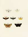 Foreign butterflies occurring in the three continents Asia, Africa and America Pl.152