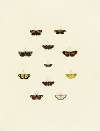 Foreign butterflies occurring in the three continents Asia, Africa and America Pl.153