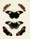 Foreign butterflies occurring in the three continents Asia, Africa and America Pl.155