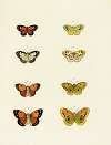 Foreign butterflies occurring in the three continents Asia, Africa and America Pl.156