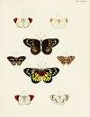 Foreign butterflies occurring in the three continents Asia, Africa and America Pl.157