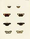 Foreign butterflies occurring in the three continents Asia, Africa and America Pl.158