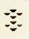 Foreign butterflies occurring in the three continents Asia, Africa and America Pl.159