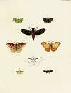 Foreign butterflies occurring in the three continents Asia, Africa and America Pl.160