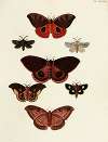 Foreign butterflies occurring in the three continents Asia, Africa and America Pl.161