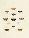 Foreign butterflies occurring in the three continents Asia, Africa and America Pl.162