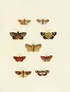 Foreign butterflies occurring in the three continents Asia, Africa and America Pl.163