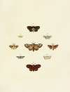 Foreign butterflies occurring in the three continents Asia, Africa and America Pl.164
