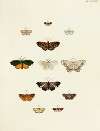 Foreign butterflies occurring in the three continents Asia, Africa and America Pl.165