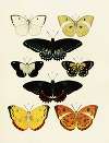 Foreign butterflies occurring in the three continents Asia, Africa and America Pl.166