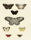 Foreign butterflies occurring in the three continents Asia, Africa and America Pl.167