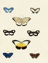 Foreign butterflies occurring in the three continents Asia, Africa and America Pl.168