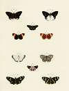 Foreign butterflies occurring in the three continents Asia, Africa and America Pl.170