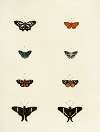 Foreign butterflies occurring in the three continents Asia, Africa and America Pl.171