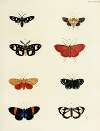 Foreign butterflies occurring in the three continents Asia, Africa and America Pl.173
