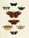 Foreign butterflies occurring in the three continents Asia, Africa and America Pl.174