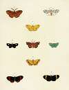 Foreign butterflies occurring in the three continents Asia, Africa and America Pl.175