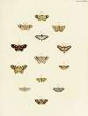 Foreign butterflies occurring in the three continents Asia, Africa and America Pl.176