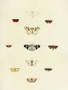 Foreign butterflies occurring in the three continents Asia, Africa and America Pl.177