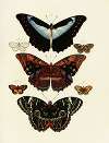 Foreign butterflies occurring in the three continents Asia, Africa and America Pl.178