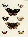 Foreign butterflies occurring in the three continents Asia, Africa and America Pl.181