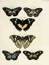 Foreign butterflies occurring in the three continents Asia, Africa and America Pl.182