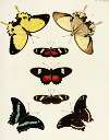 Foreign butterflies occurring in the three continents Asia, Africa and America Pl.183