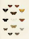 Foreign butterflies occurring in the three continents Asia, Africa and America Pl.184