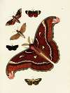 Foreign butterflies occurring in the three continents Asia, Africa and America Pl.186