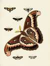 Foreign butterflies occurring in the three continents Asia, Africa and America Pl.187