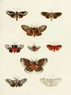 Foreign butterflies occurring in the three continents Asia, Africa and America Pl.188