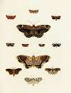 Foreign butterflies occurring in the three continents Asia, Africa and America Pl.189